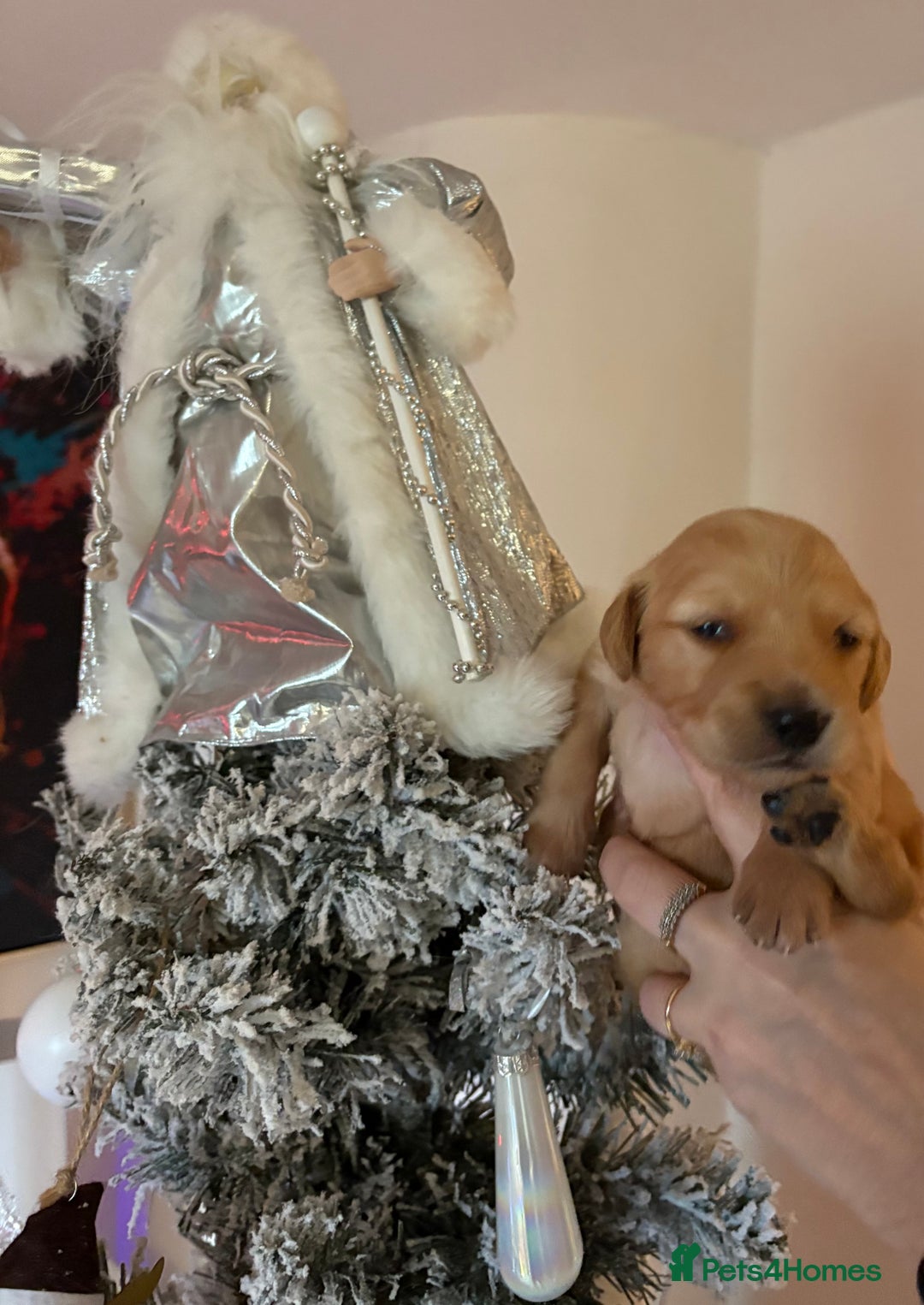 Golden Retriever dogs for sale: Sold sold sold sold sold  - Advert 23