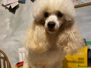Toy Poodle dogs - Advert 5