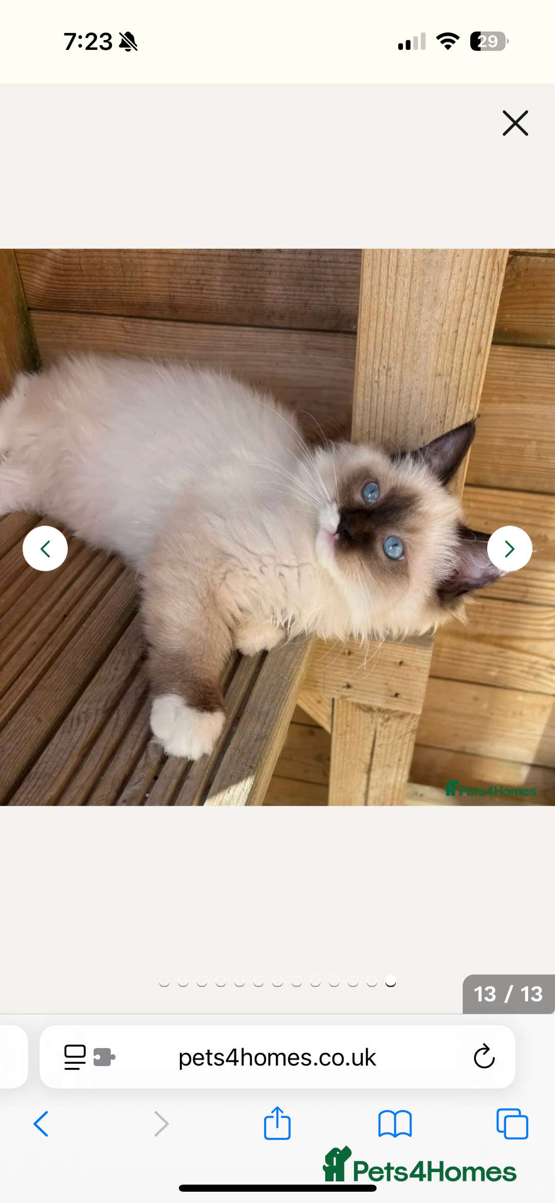 Ragdoll cats for sale: Seal mitted Ragdoll  - Advert 4