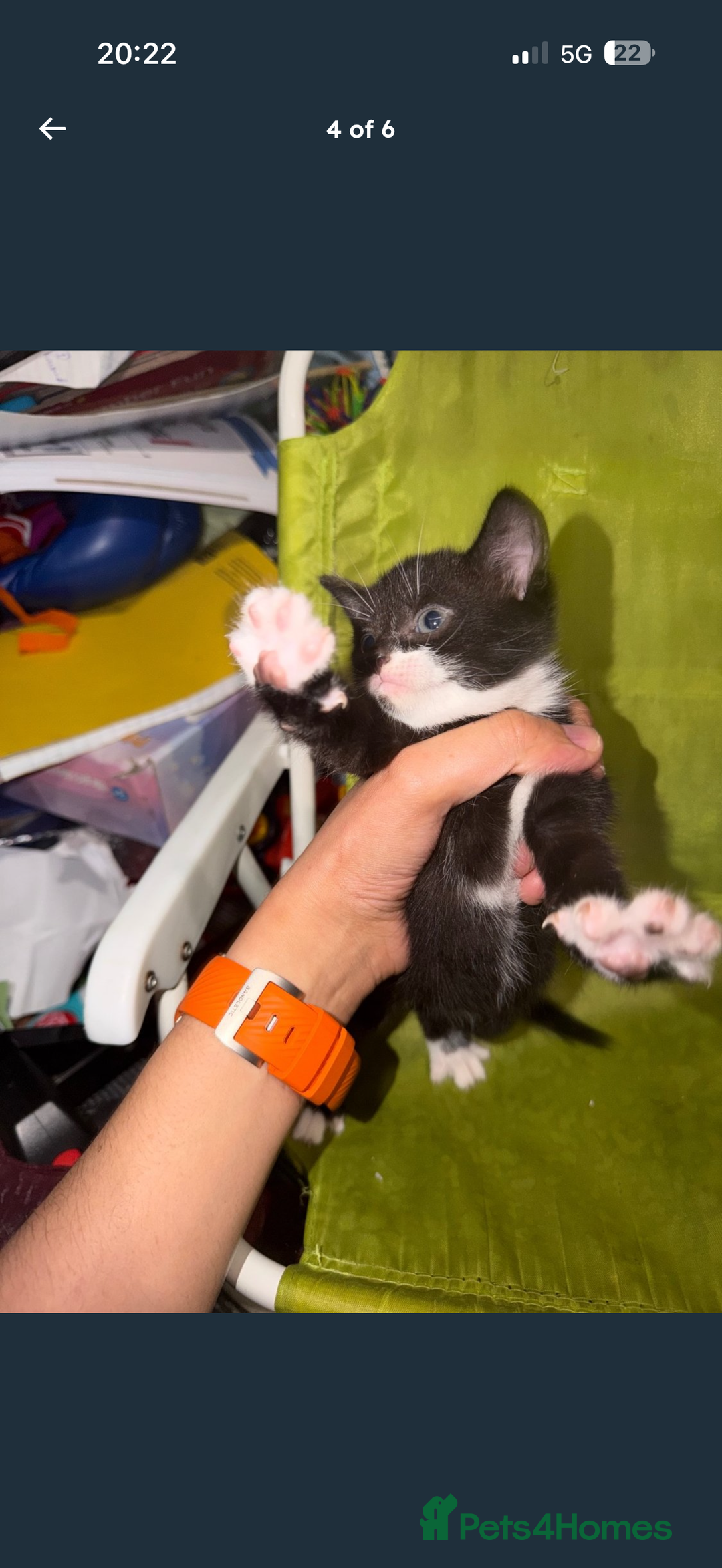 Mixed Breed cats for sale: Kittens for Sale  - Image 4