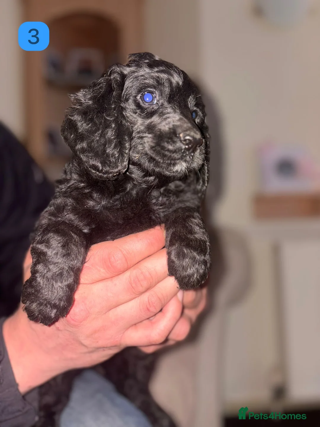 Cockapoo dogs for sale: Gorgeous F1B Cockapoo Puppies - Advert 3