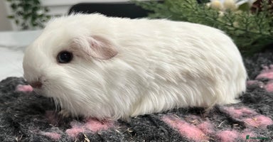 Guinea Pig rodents - Advert 5