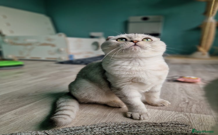 Scottish Fold cats - Advert 7