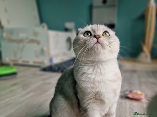 Scottish Fold cats - Advert 8