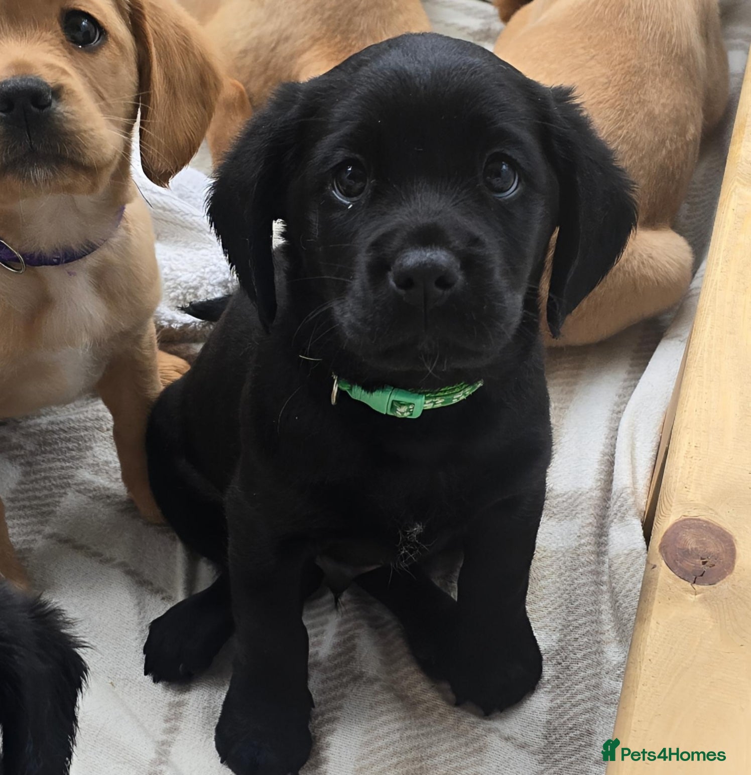 Mixed Breed dogs for sale: Cavador! Rare Ready 2 leave. 1 beautiful boy left. - Advert 38