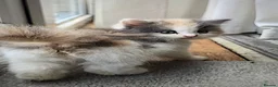 Mixed Breed cats for sale: 3 Beautiful Female Long-Haired Kittens,8 Weeks Old in Bracknell - Advert 7