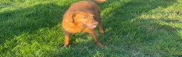 Labrador Retriever dogs for sale: THREE 6 YR OLD WORKING LABS. HIP ELBOW DNA PERFECT - Advert 19