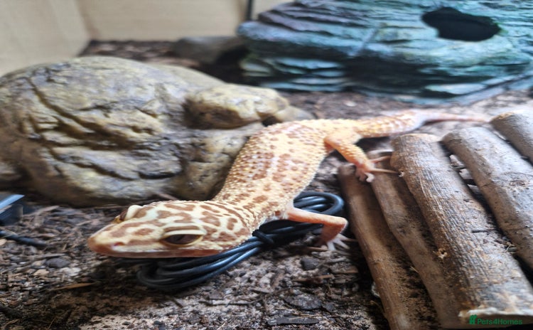 Leopard Gecko reptiles - Advert 2