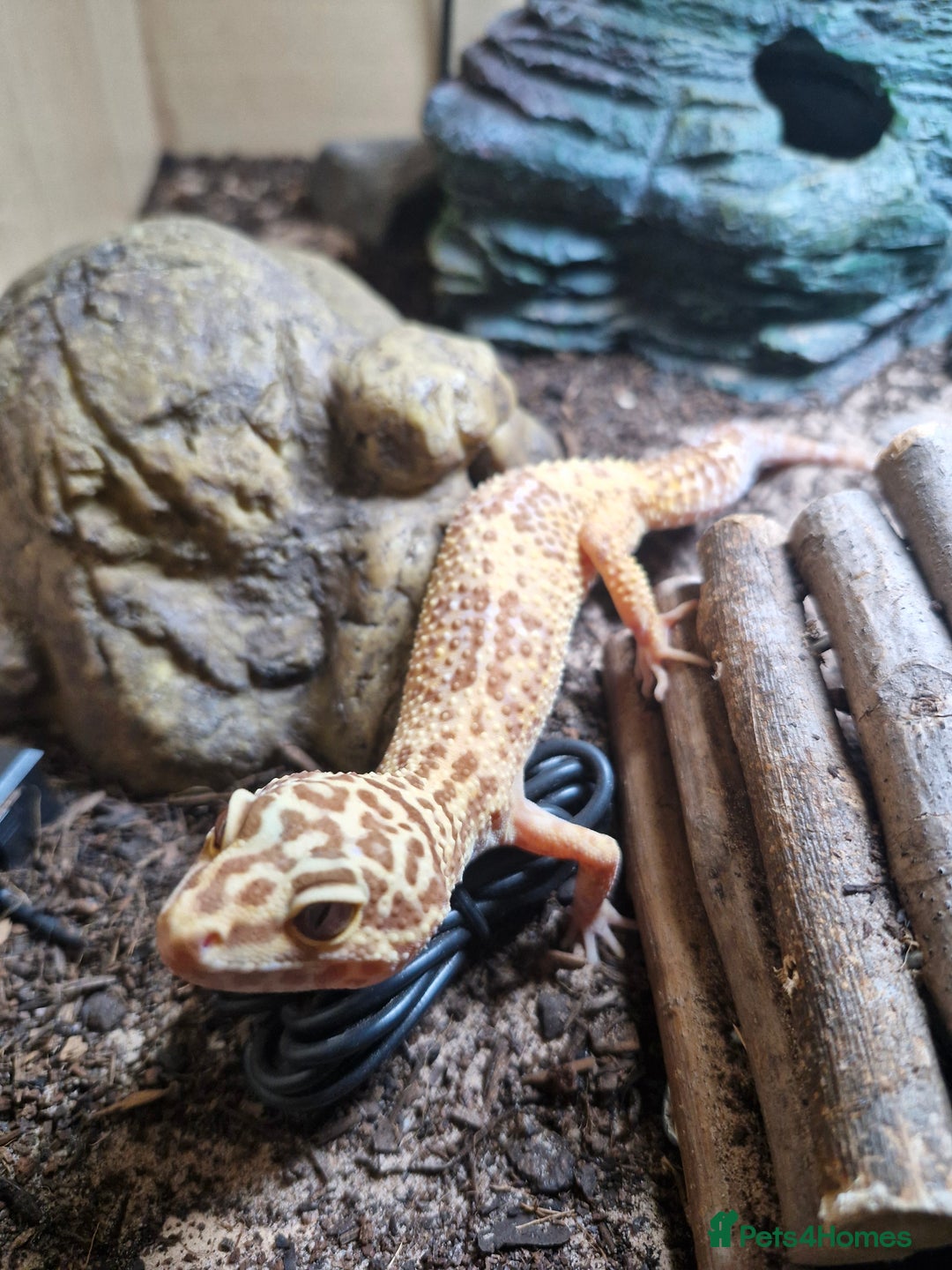 Leopard Gecko reptiles for sale: Female leopard gecko and double set up - Image 1