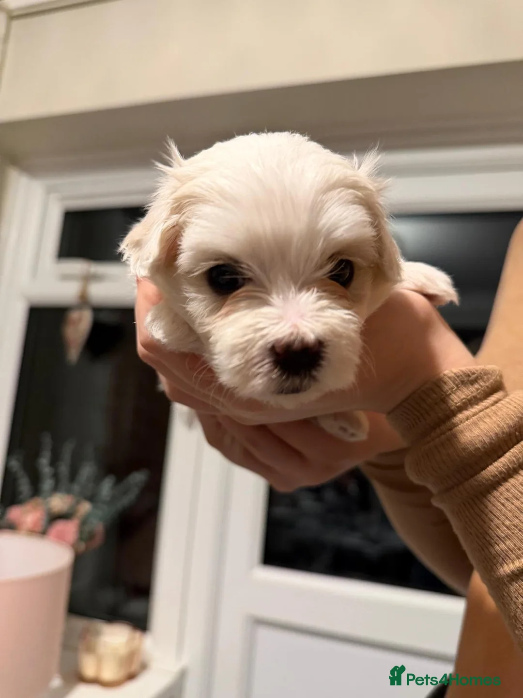 Maltese dogs for sale: Maltese babies - Advert 32