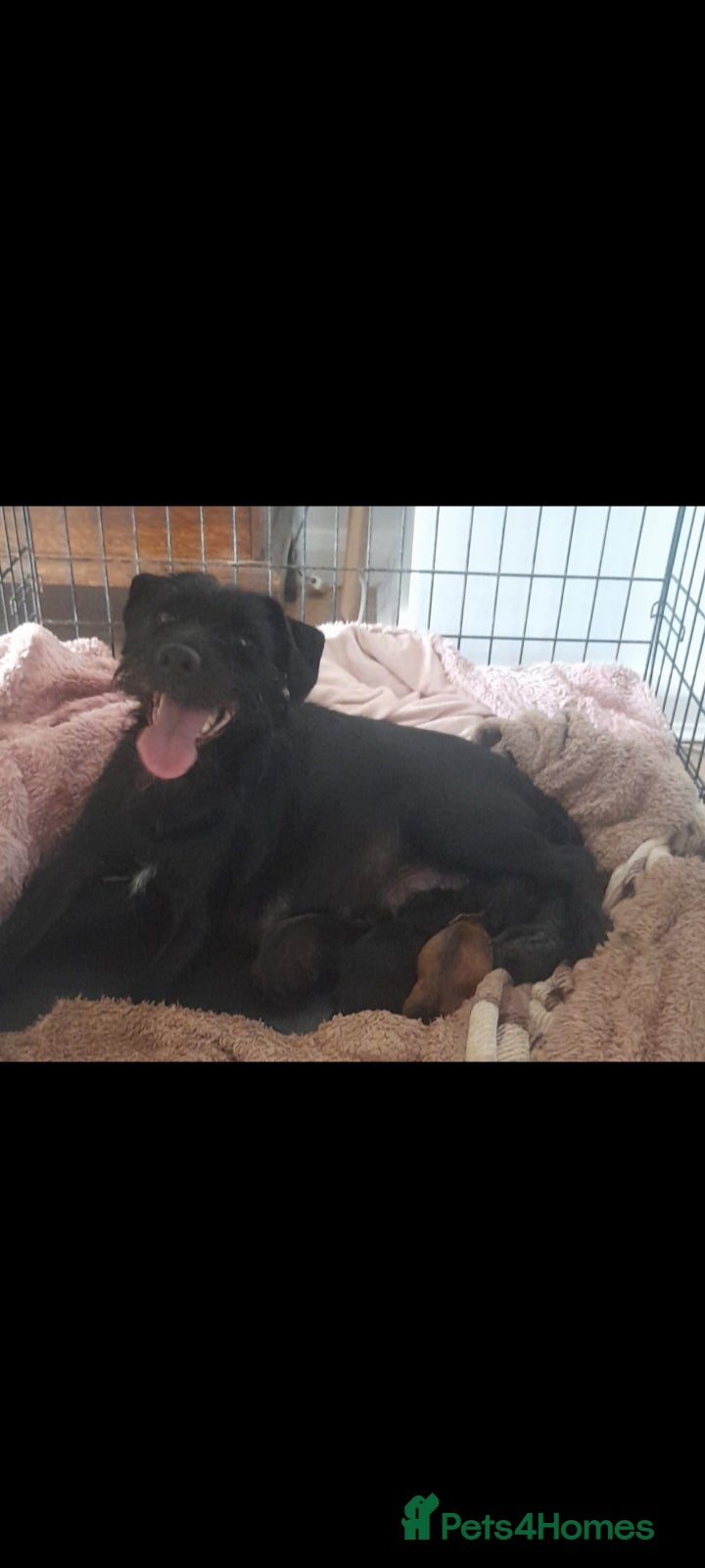 Mixed Breed dogs for sale: Lakeland x patterdale  - Advert 1