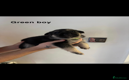 German Shepherd dogs for sale: German shepherd litter  - Image 5