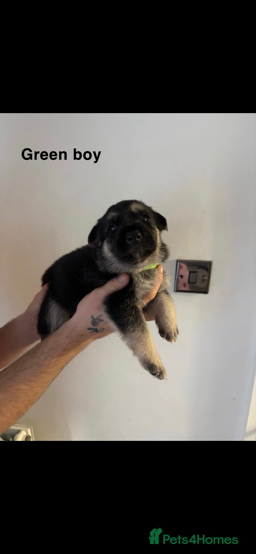 German Shepherd dogs for sale: German shepherd litter  - Image 5