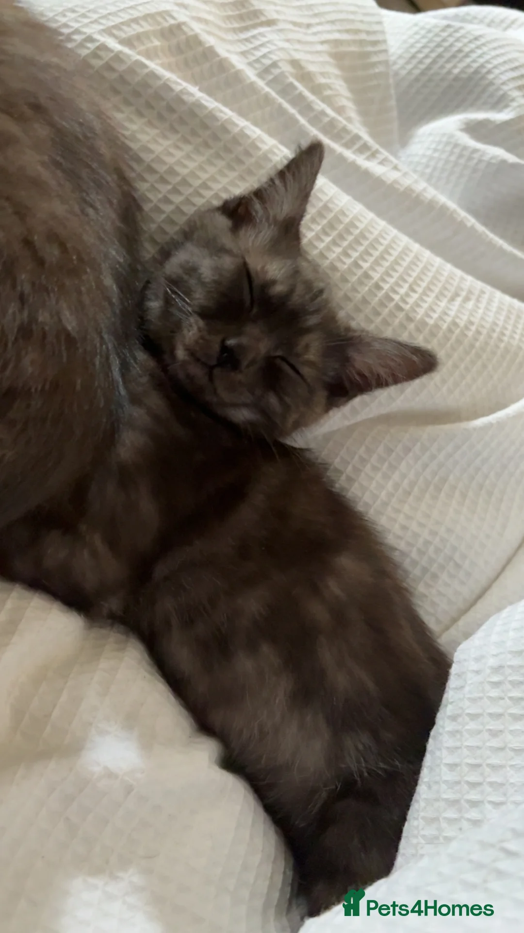 Mixed Breed cats for sale: British DSH x Ragdoll kitten for sale in Grantham - Advert 2