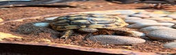 Hermann Tortoise reptiles for sale: 3 x Hermann Tortoise + Full Set Up - Advert 3