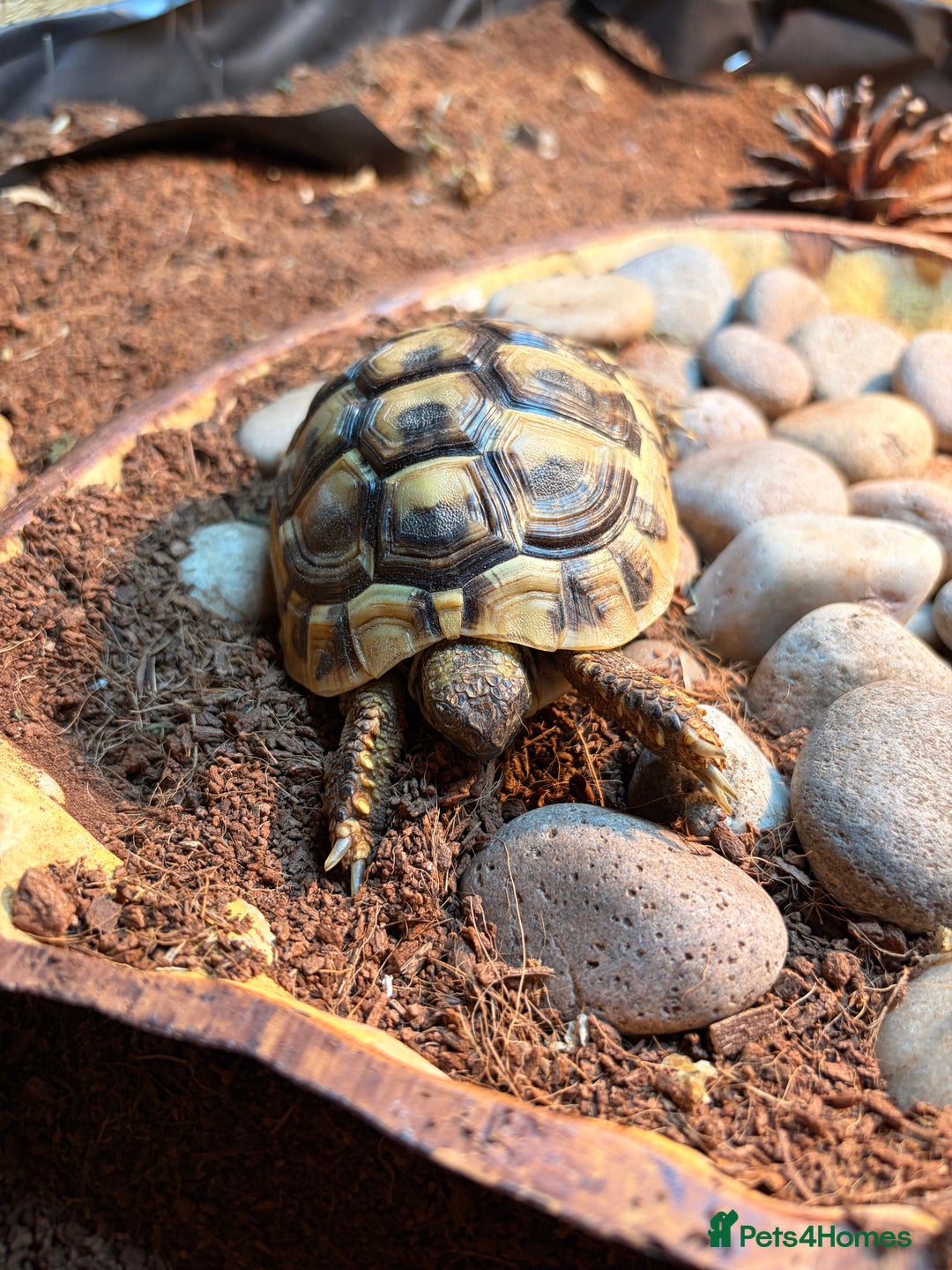 Hermann Tortoise reptiles for sale: 3 x Hermann Tortoise + Full Set Up - Advert 3