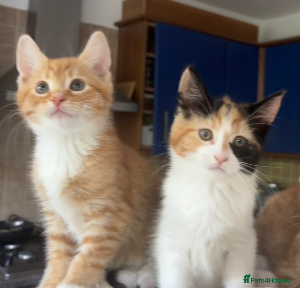 Mixed Breed cats 1/4 Maine Coon Kittens Ready for Loving Families - Advert 12