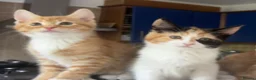Mixed Breed cats for sale: 1/4 Maine Coon Kittens Ready for Loving Families - Advert 2