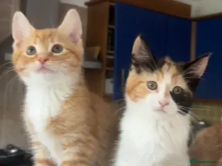 Mixed Breed cats 1/4 Maine Coon Kittens Ready for Loving Families - Advert 12
