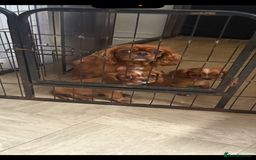 Cavalier King Charles Spaniel dogs for sale: DNA clear cavalier puppies ready now  - Image 8