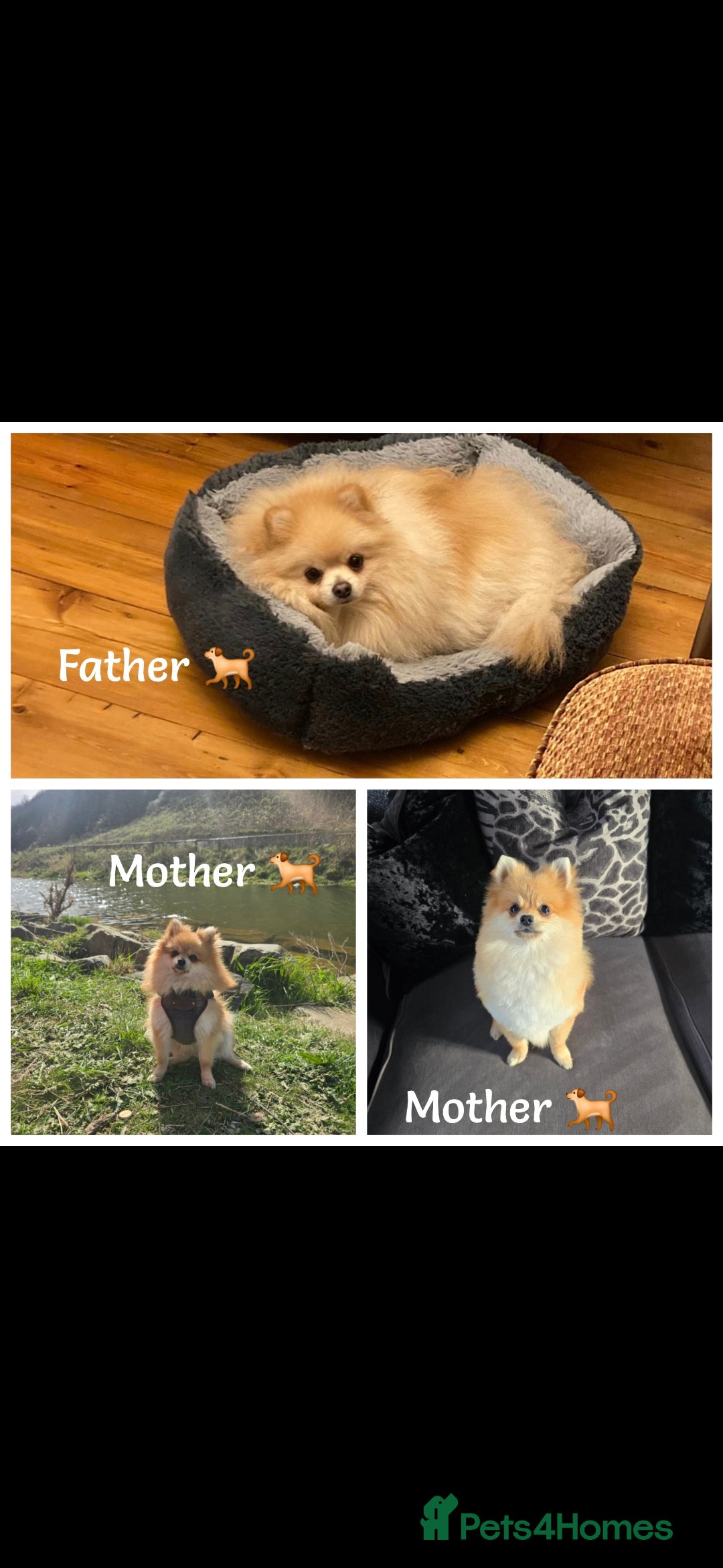 Pomeranian dogs for sale: Beautiful pomeranians  - Advert 2