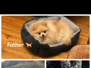 Pomeranian dogs Beautiful pomeranians - Advert 4