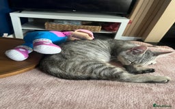 British Shorthair cats for sale: Silver tabby kitten - Image 5