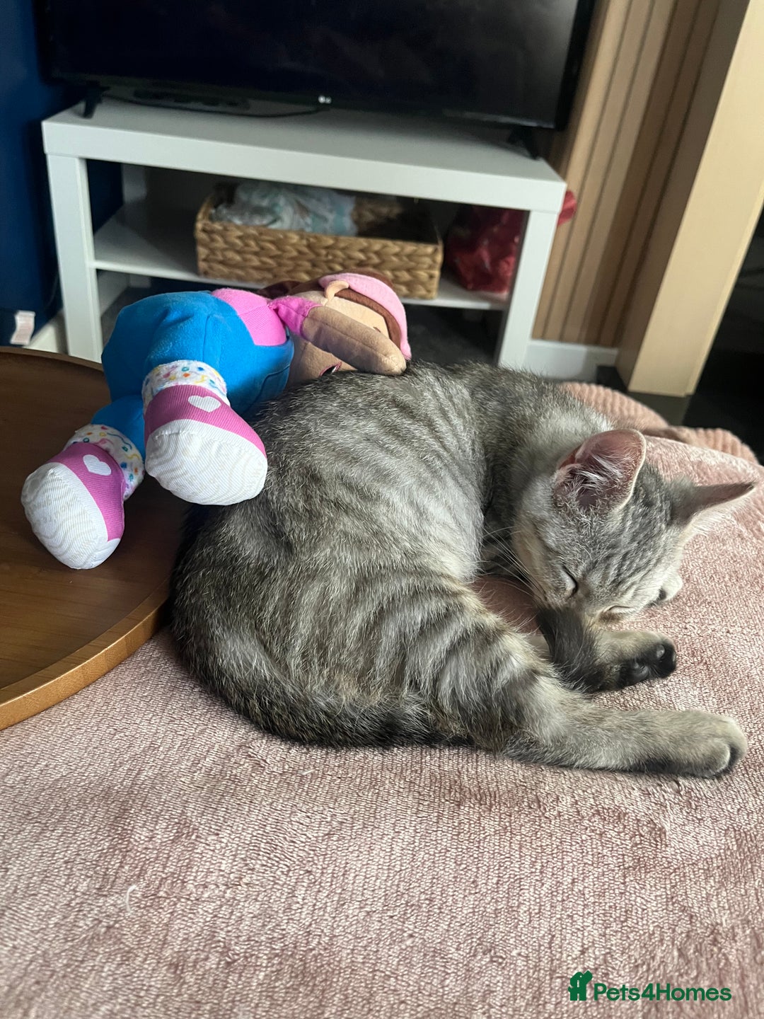 British Shorthair cats for sale: Silver tabby kitten - Image 5