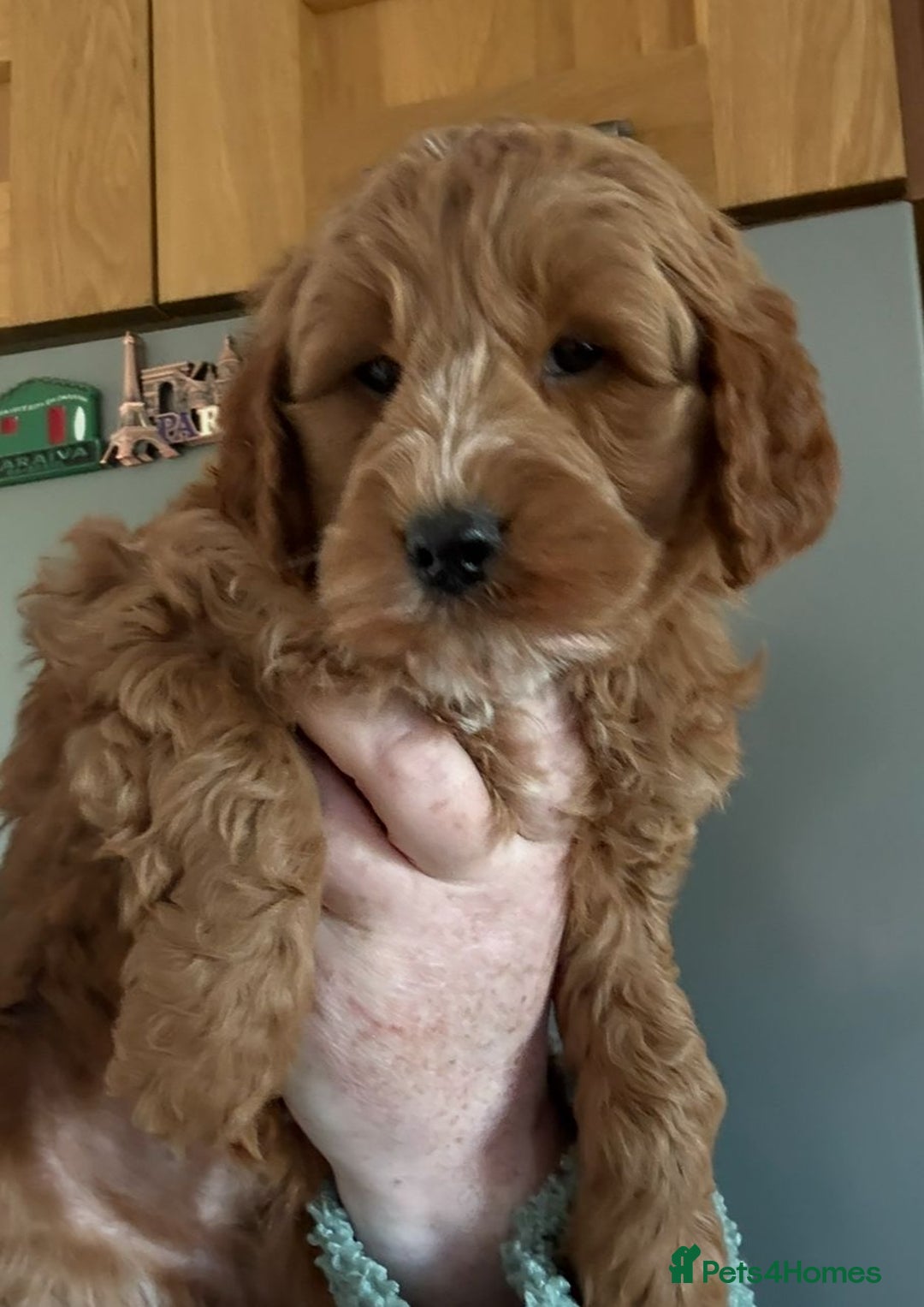 Cockapoo dogs for sale: Quality F1b Cockapoo Puppies - Advert 11