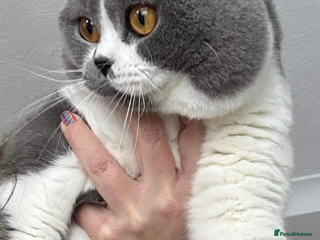 British Shorthair cats in Warrington - Advert 9