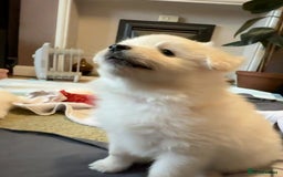 Pomapoo dogs for sale: Fluffy 4 Pomapoo Puppies Ready for Their Homes - Advert 11