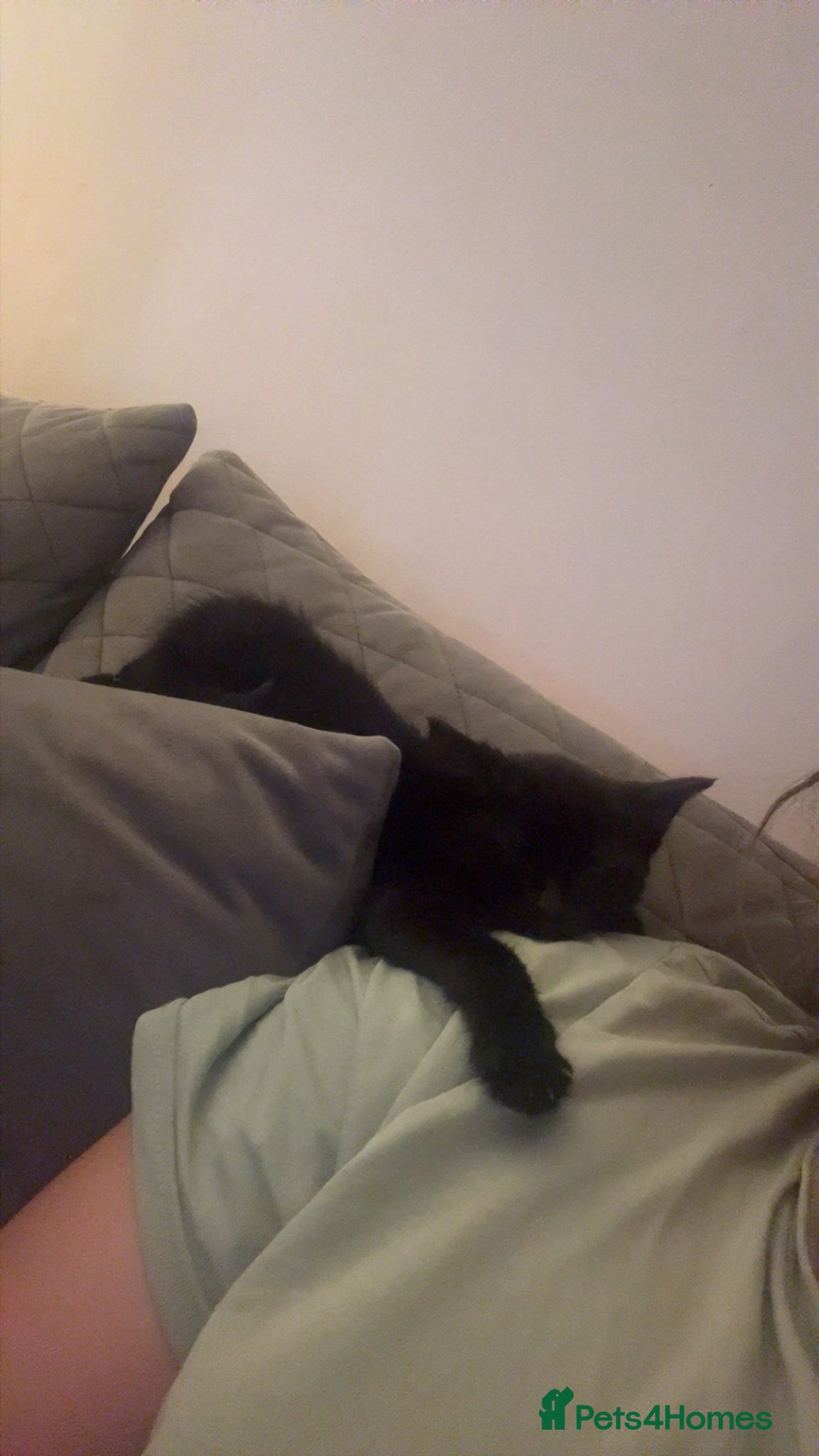 Maine Coon cats for sale: 1/4 Maine Coon kittens  - Advert 7