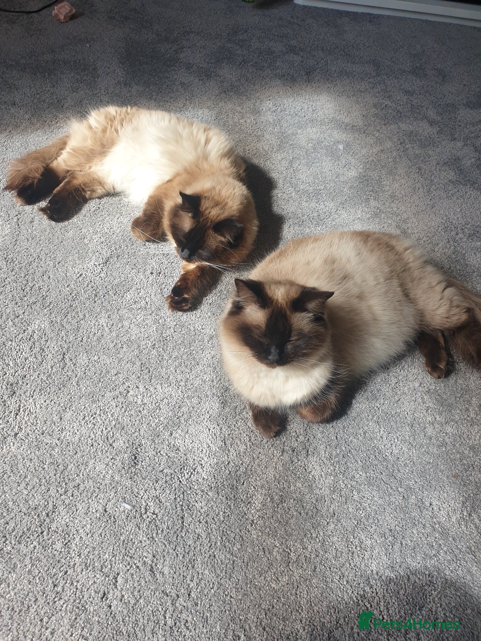 Ragdoll cats for sale: Ragdoll fluffy kittens x 4 chocolate seal point - Advert 25