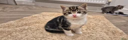 Mixed Breed cats for sale: 6 lovely kittens - Advert 13