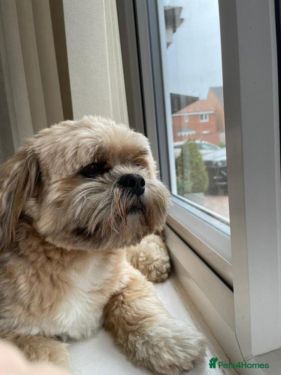 Lhasa Apso dogs for stud: Gorgeous proven KC registered Cooper for **stud** in Pontefract - Image 8