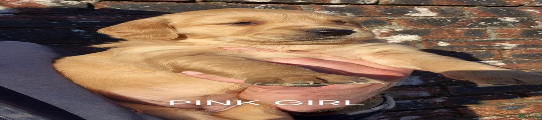 Golden Retriever PINK GIRL 
