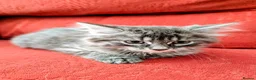 Mixed Breed cats for sale: Stunning Fluffy Kittens  - Advert 21
