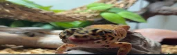 Leopard Gecko reptiles for sale: Male leopard gecko  - Advert 7
