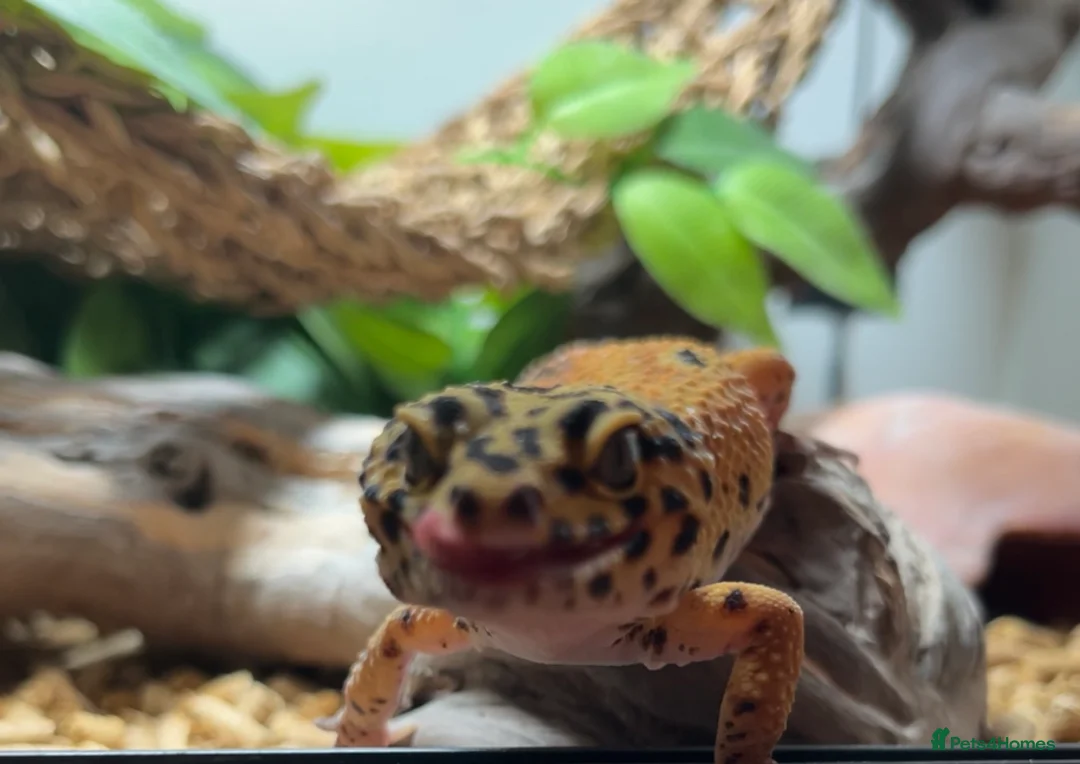 Leopard Gecko reptiles for sale: Male leopard gecko  - Advert 7