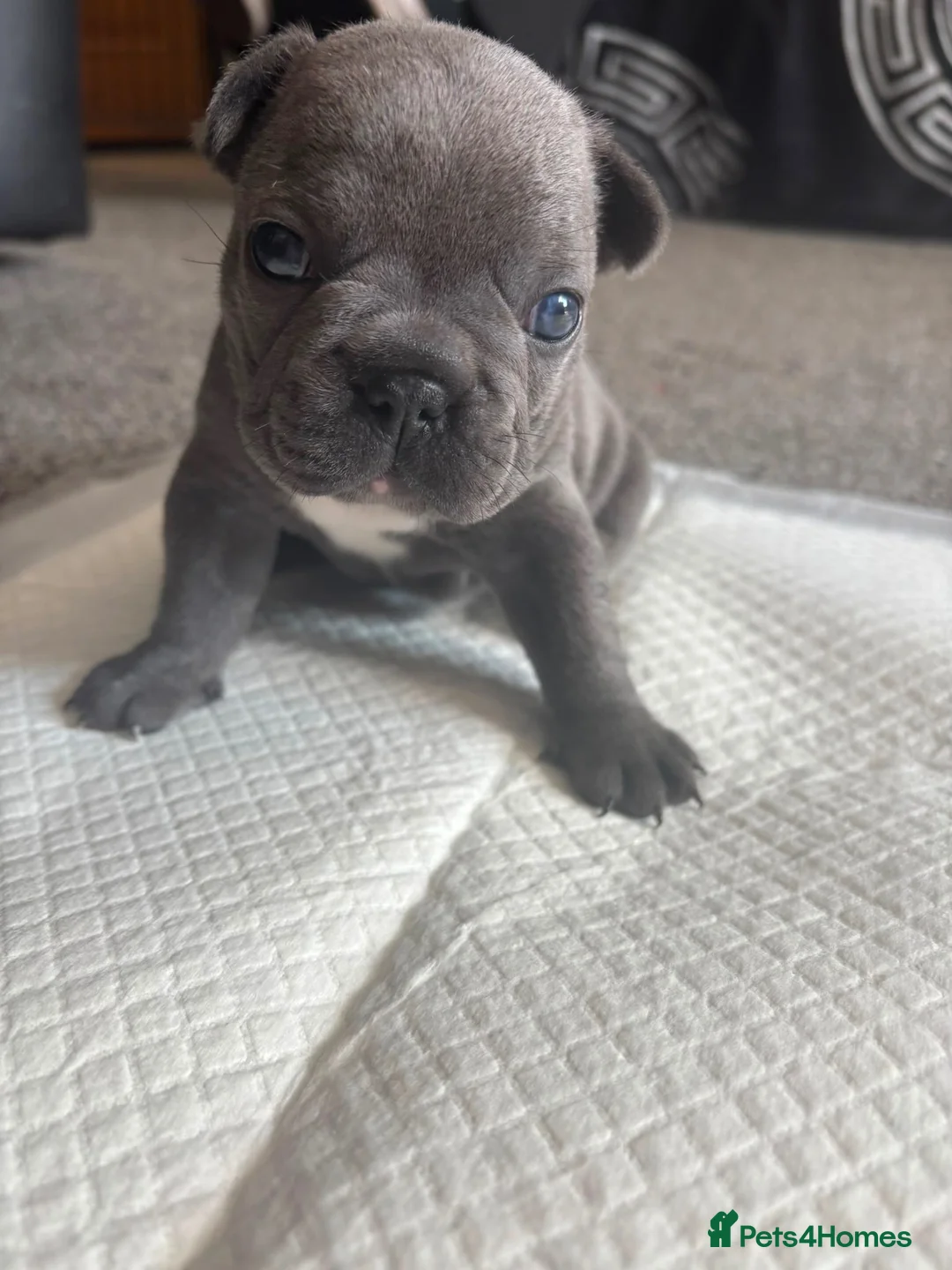 French Bulldog dogs for sale: 3 female French bulldogs for sale - Advert 22