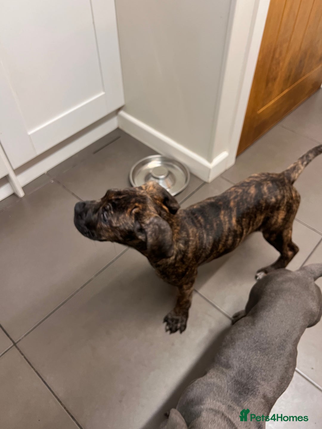 Cane Corso dogs for sale: 🐾 Majestic Cane Corso Puppies –Loyal Guardians 🐾 - Advert 7