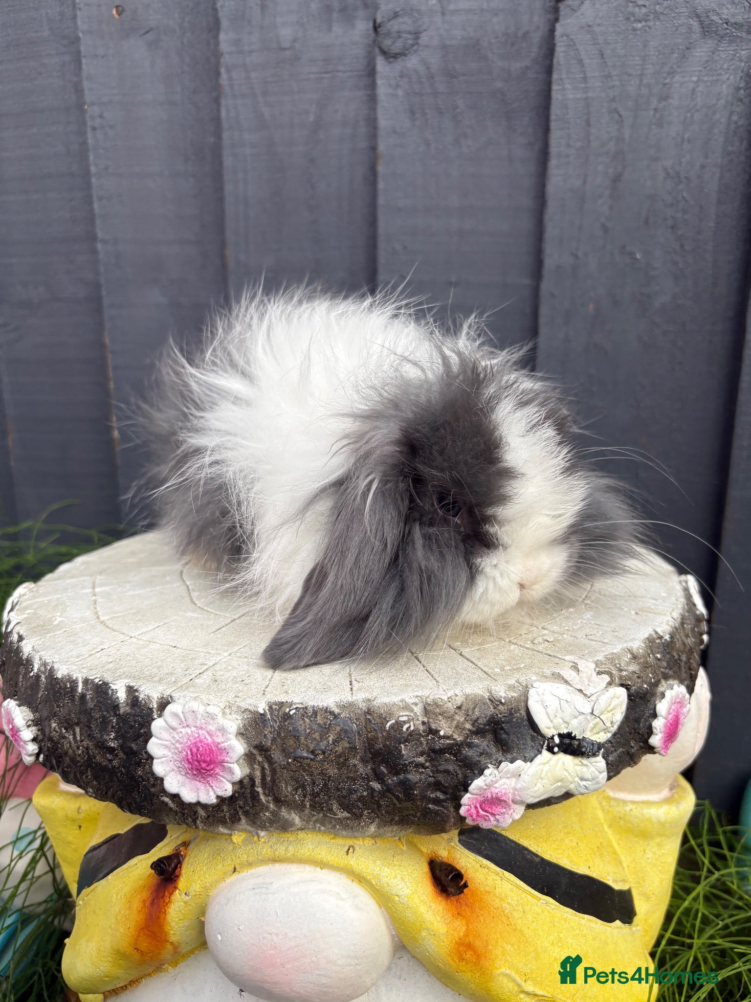 Mini Lop rabbits Beautiful mini lop baby rabbits  - Advert 1