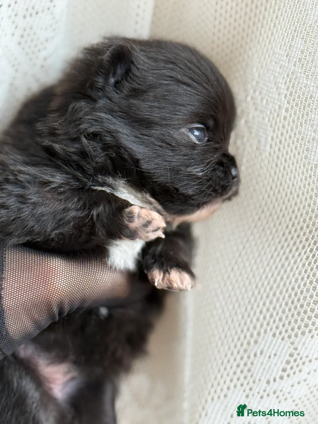 Pomeranian dogs for sale: Black and cream puppies - Advert 16