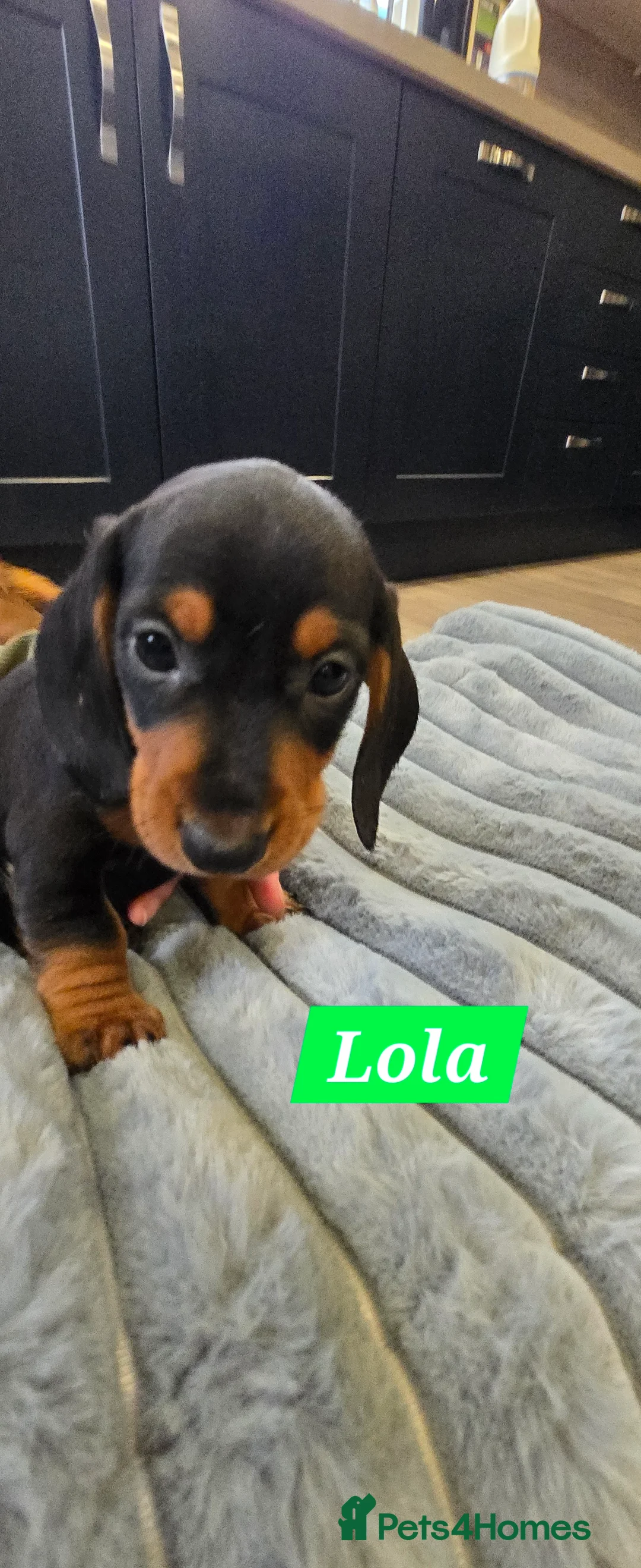 Dachshund dogs for sale: Beautiful Daxis - Advert 23