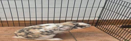 Mixed Breed rabbits for sale: Male lop mix in Leeds - Advert 4