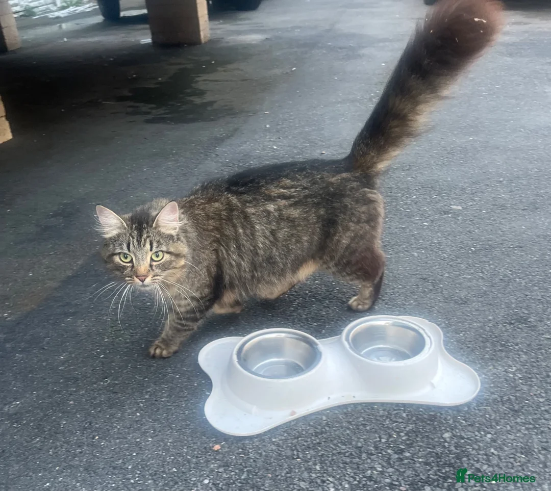 Mixed Breed cats for sale: Kittens for sale in High Wycombe - Advert 4