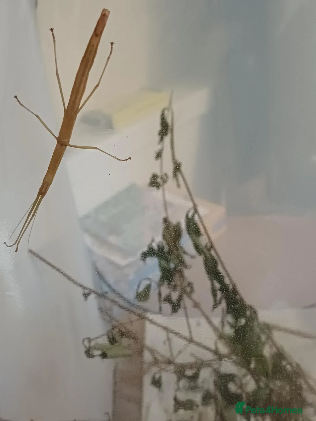Stick Insects invertebrates for sale: India Stick Insects in Stirling - Advert 2