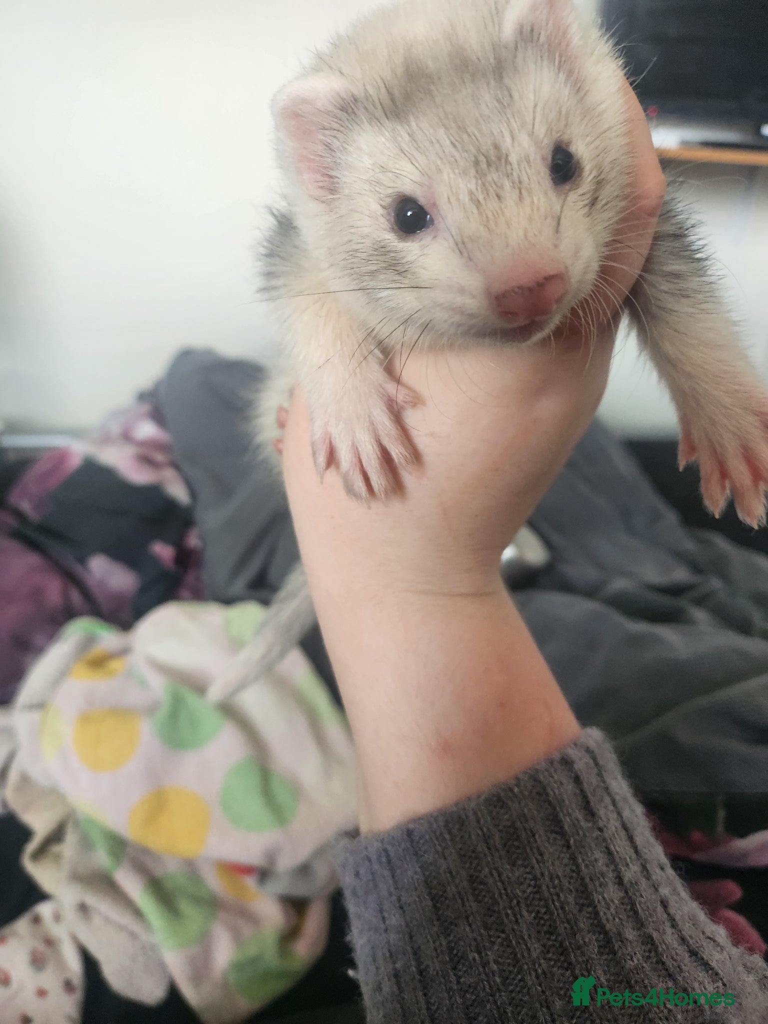 Ferret rodents Male ferret kits with cage - Advert 1