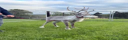 Mixed Breed livestock for sale: Female Reindeer  - Advert 5