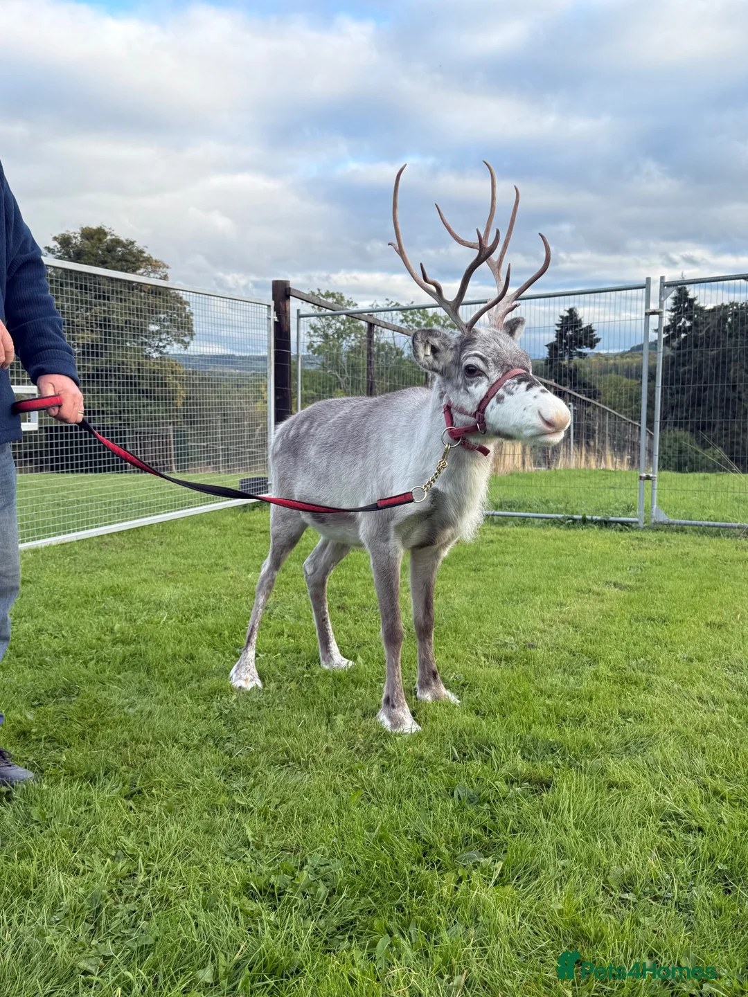 Mixed Breed livestock for sale: Female Reindeer  - Advert 5
